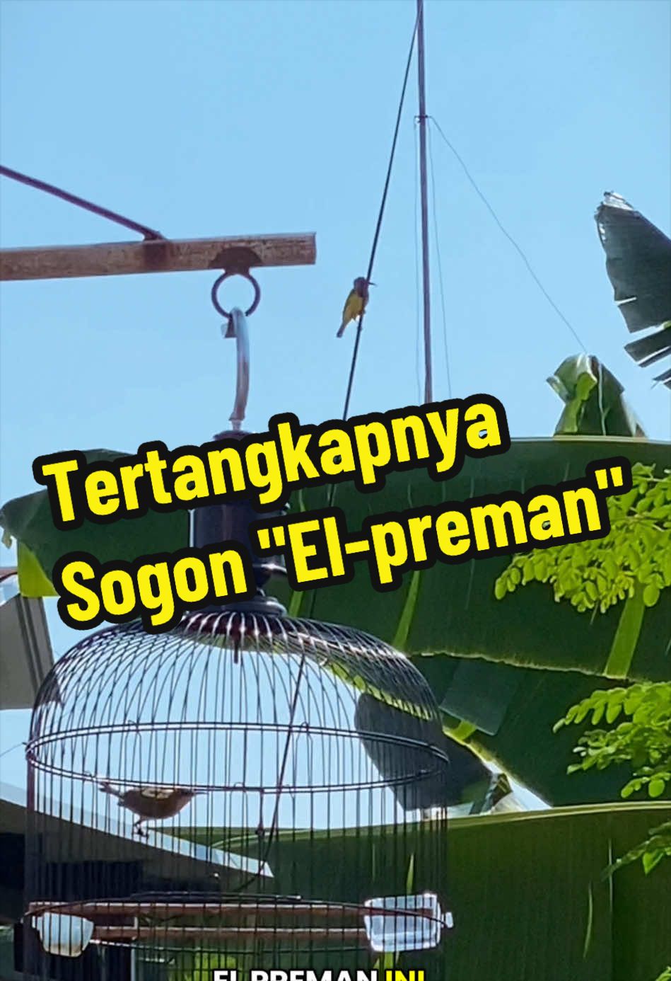 @GeDang Manuk