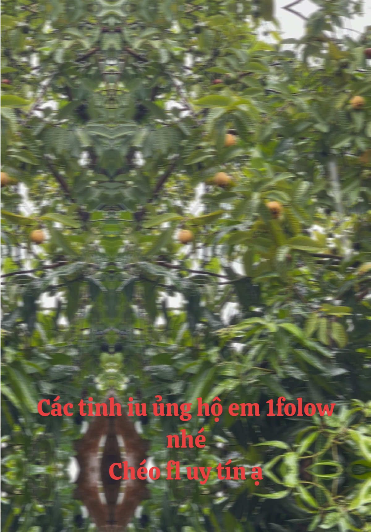@Ch&eacute;o fl uy t&iacute;n