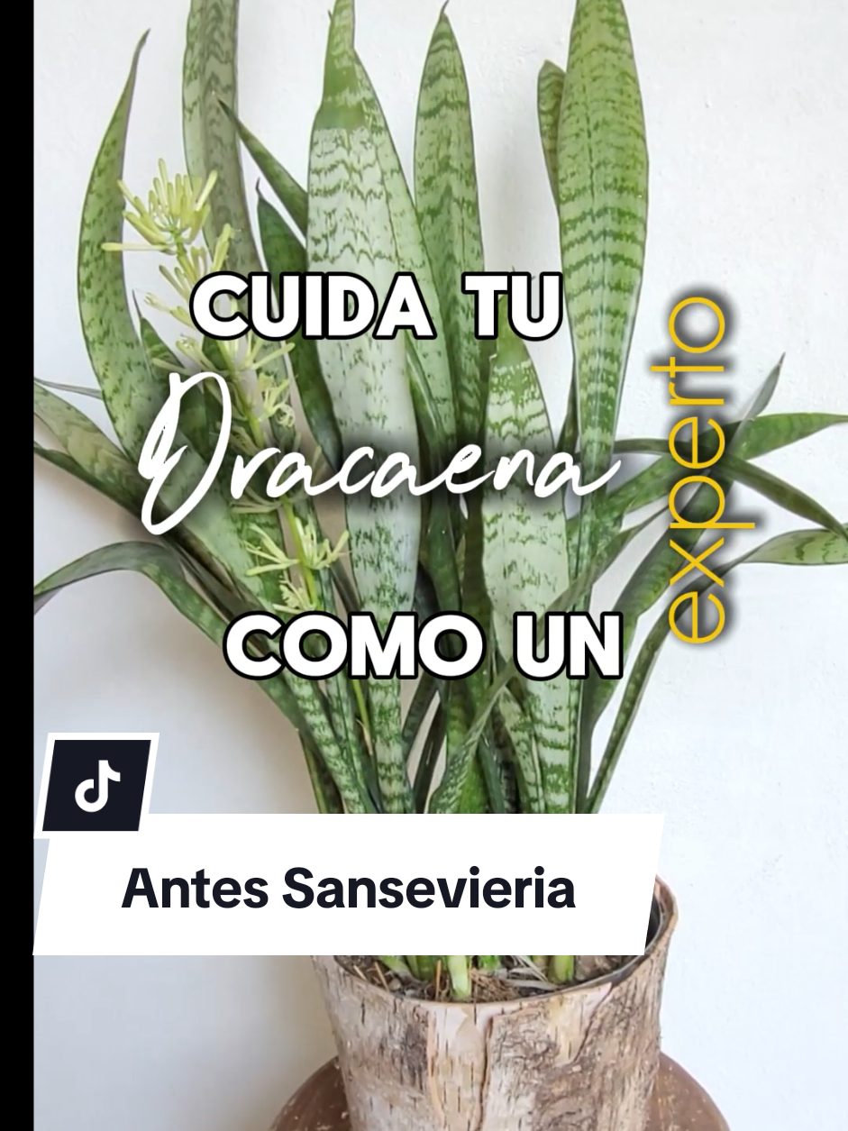@Plantología🌿