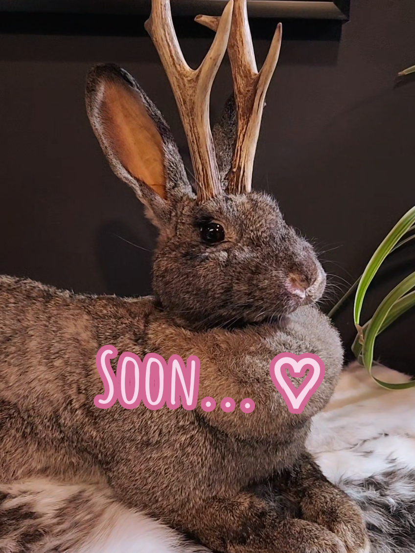 @May Jackalope Taxidermy 🇨🇦