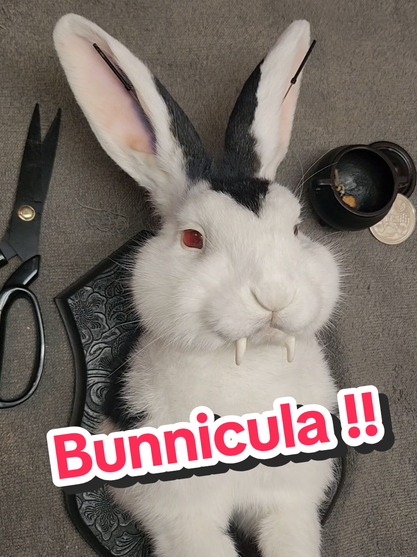 @May Jackalope Taxidermy 🇨🇦