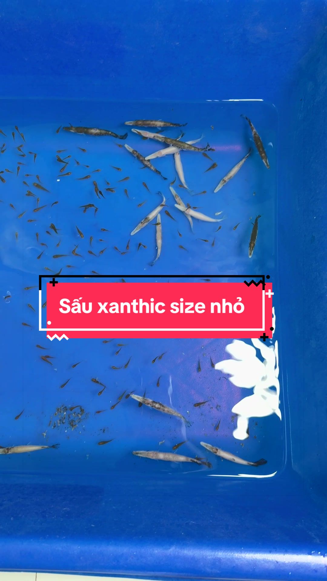 @Ph&aacute;t Đạt B&aacute;n C&aacute; 😎🐠🦈