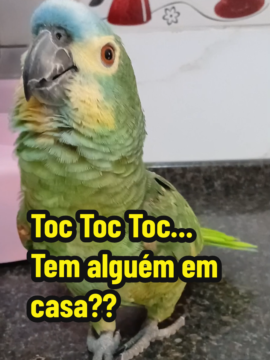 @Papagaio Chico🌽🦜