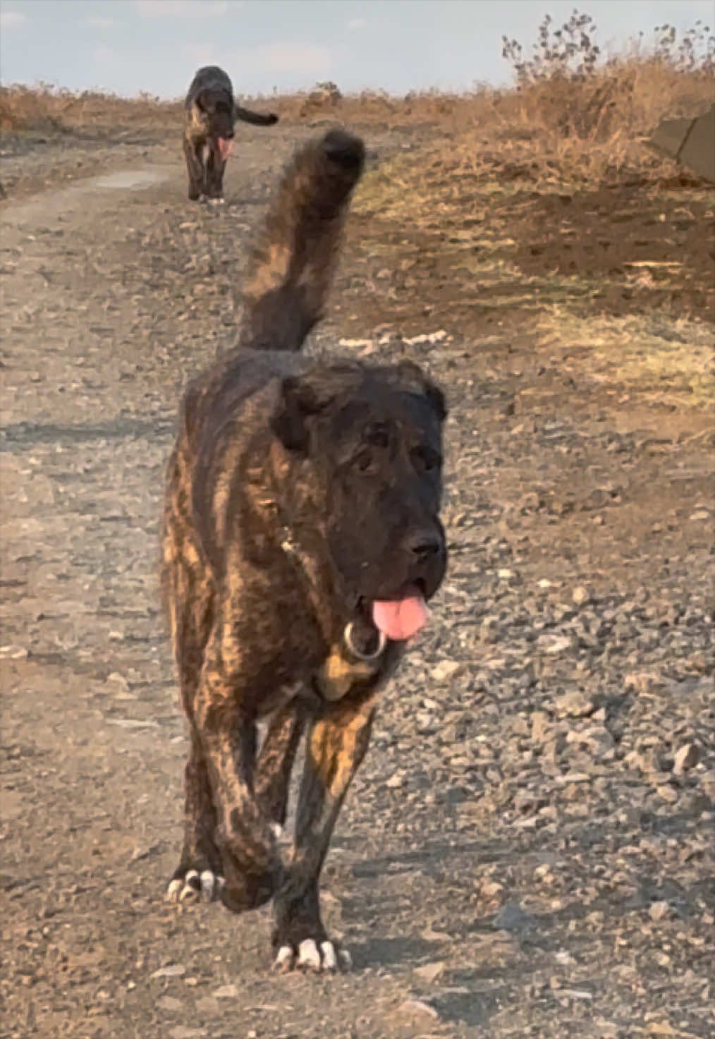 @💥Körpe Kennels💥