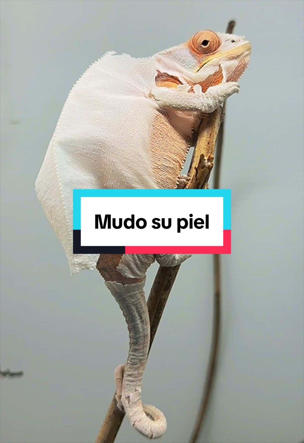 @ReptilMania