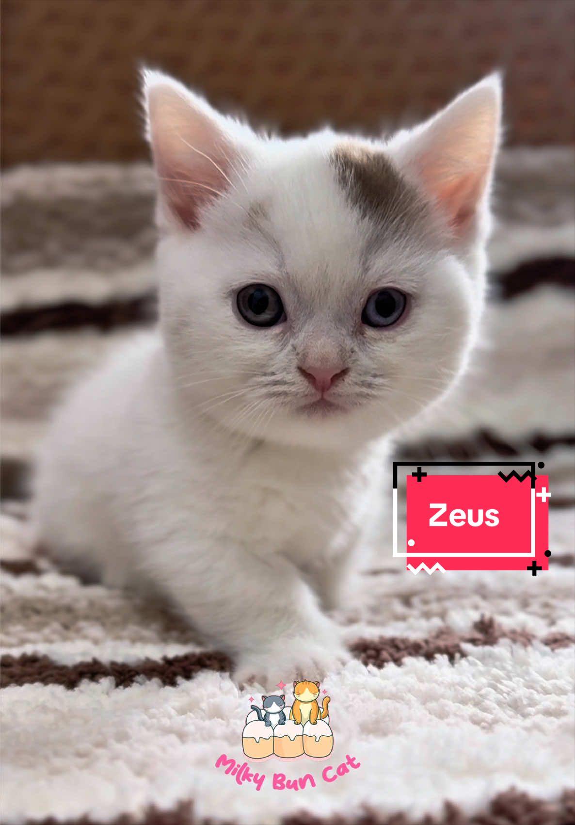 @milky bun cat