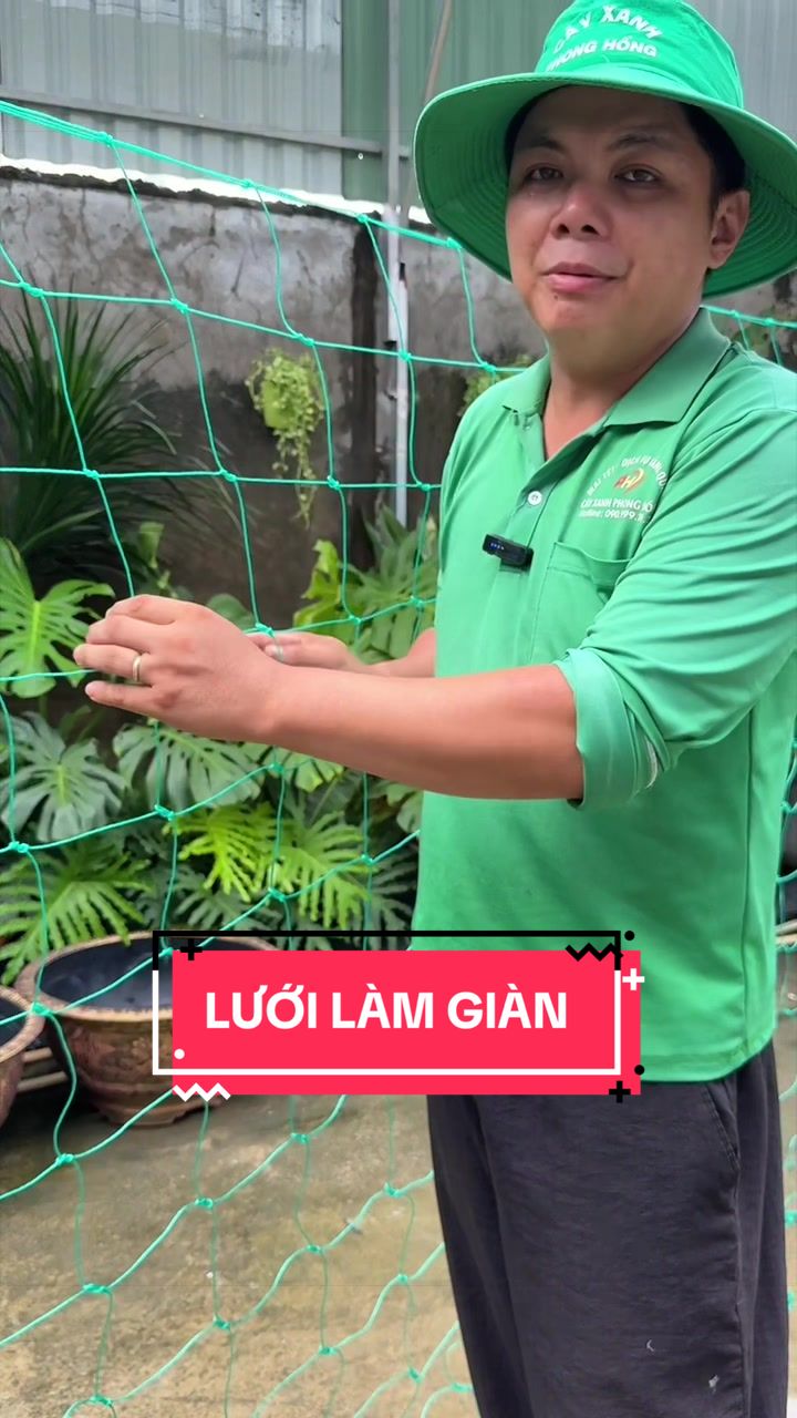 @Cây Xanh Phong Hồng