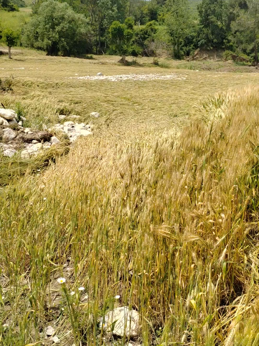 @Ali Sağlamer