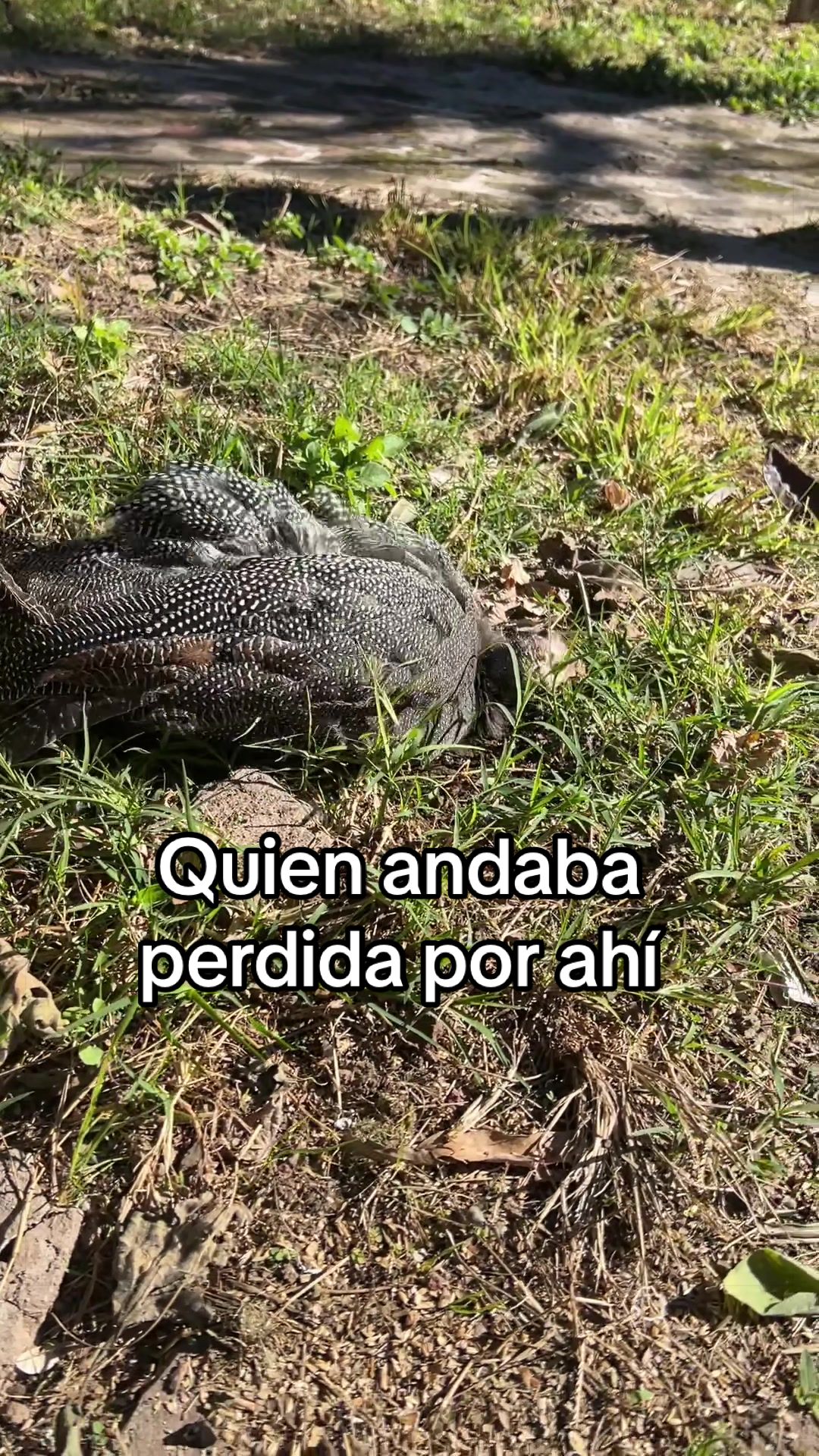 @cultivandoando