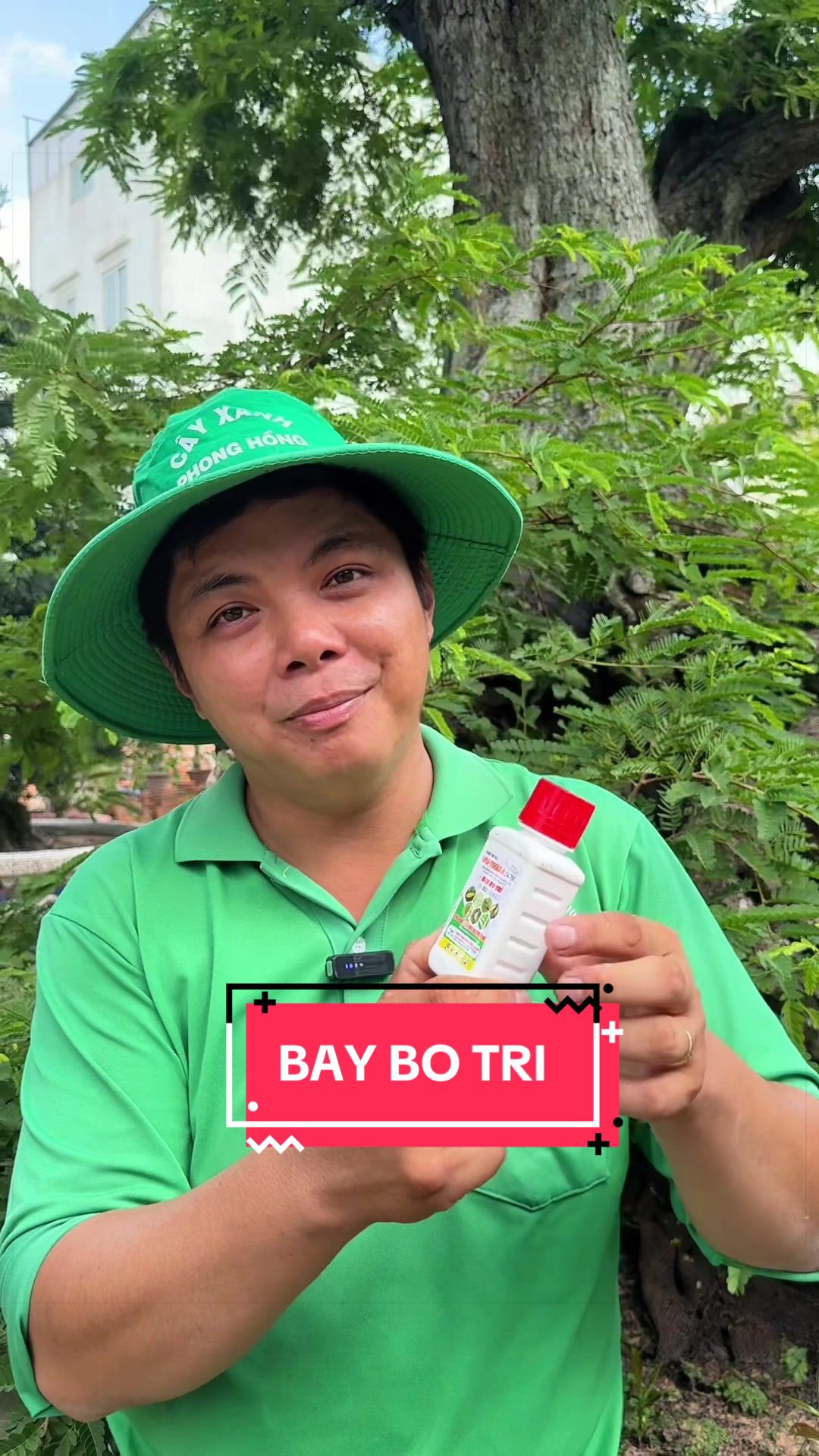 @Cây Xanh Phong Hồng