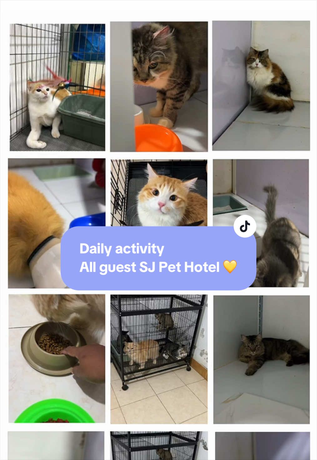 @Marantcathouse