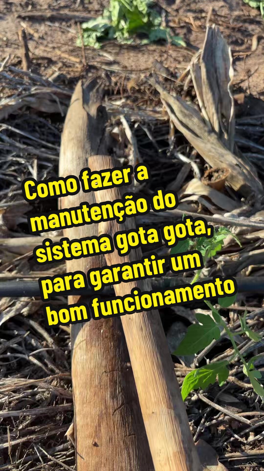 @Felicidade Gotine Firmino