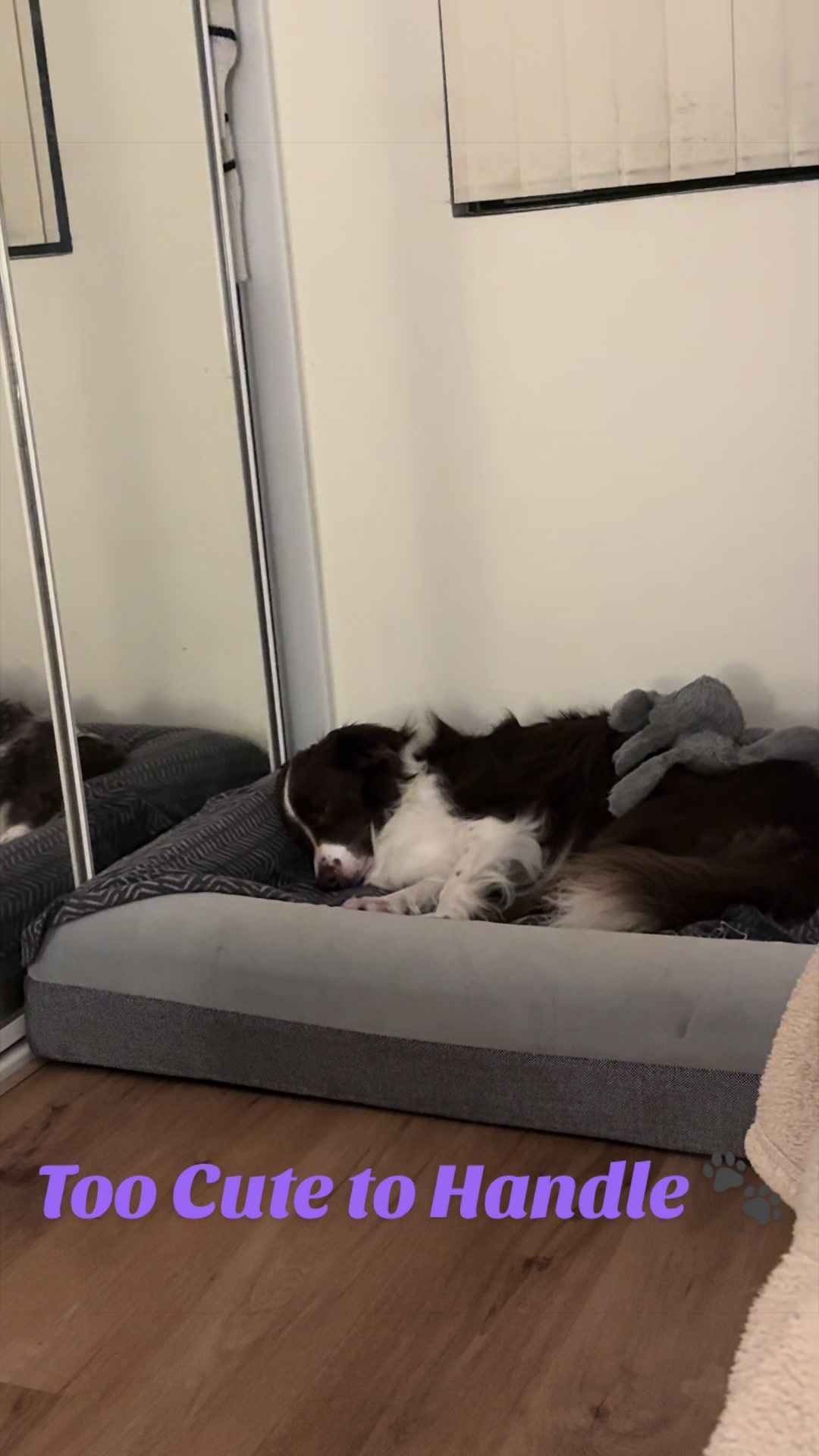 @Just Flame and his Human