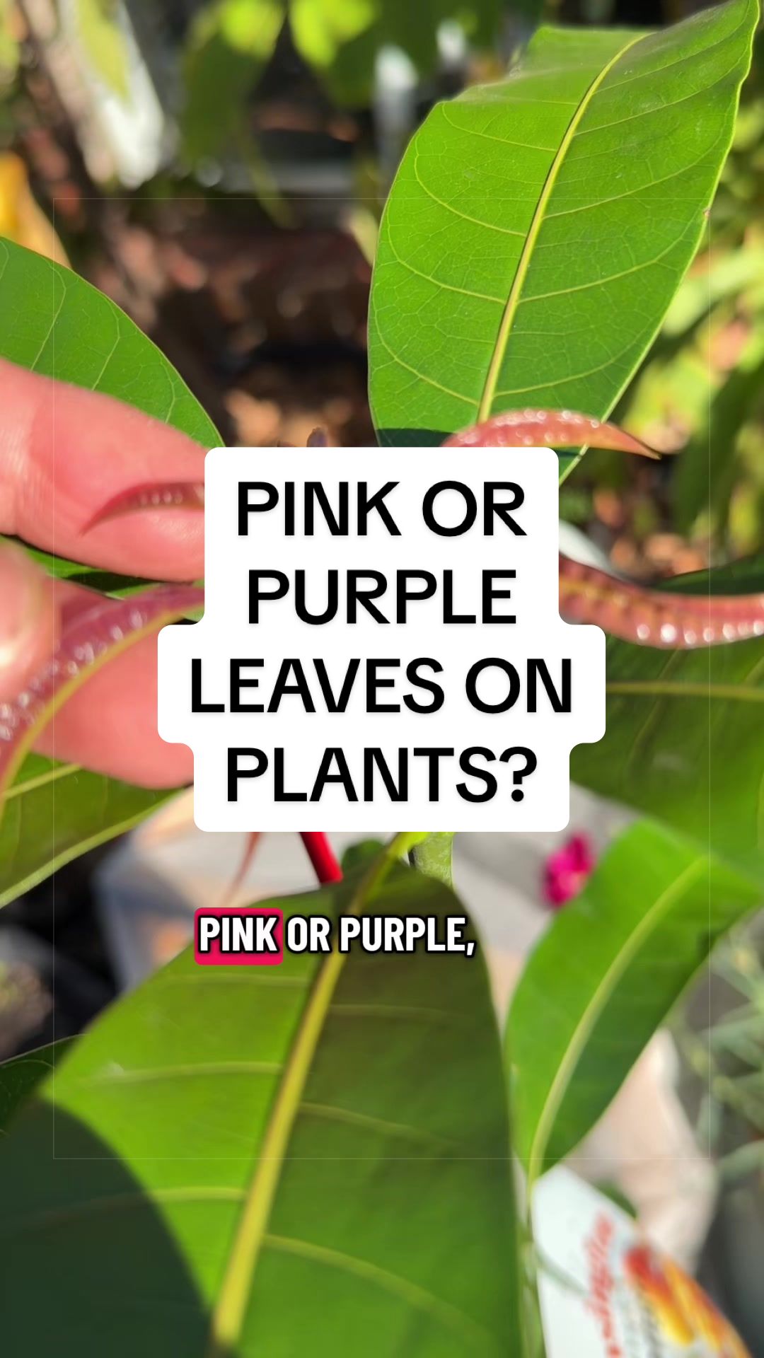 @busy chris gardening