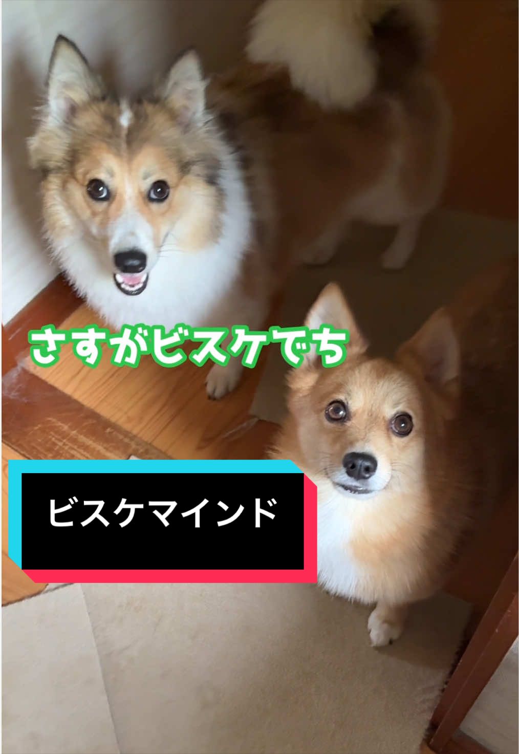 @サクサクビスケット