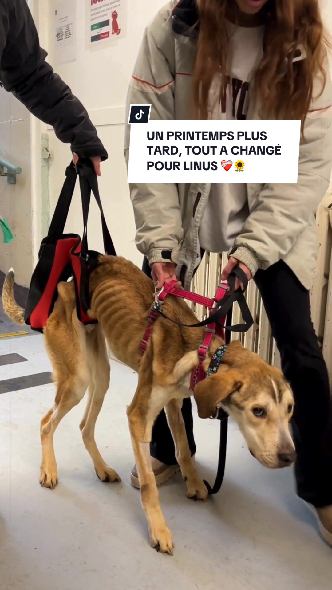 @Montreal SPCA
