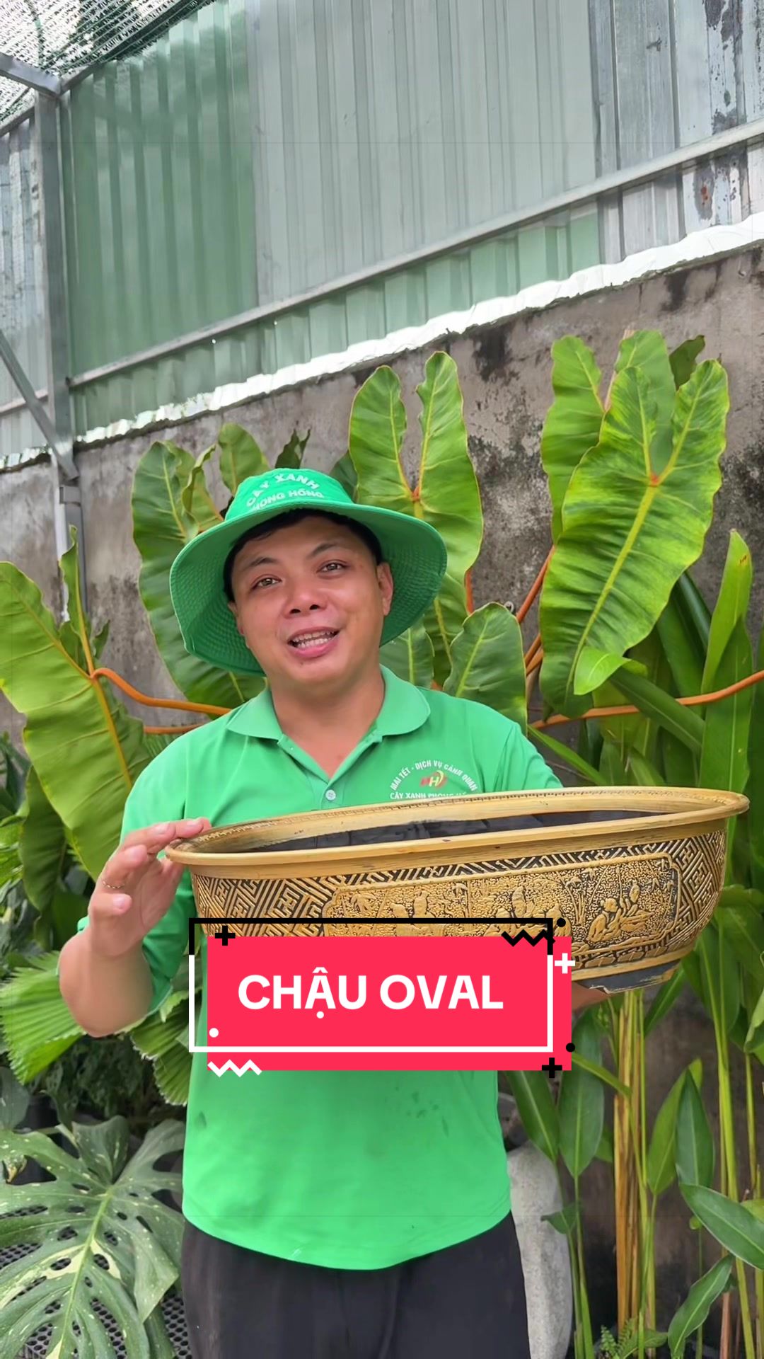 @Cây Xanh Phong Hồng