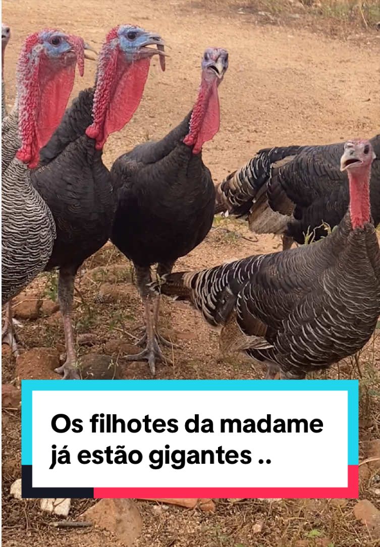 @Fernando Luiz
