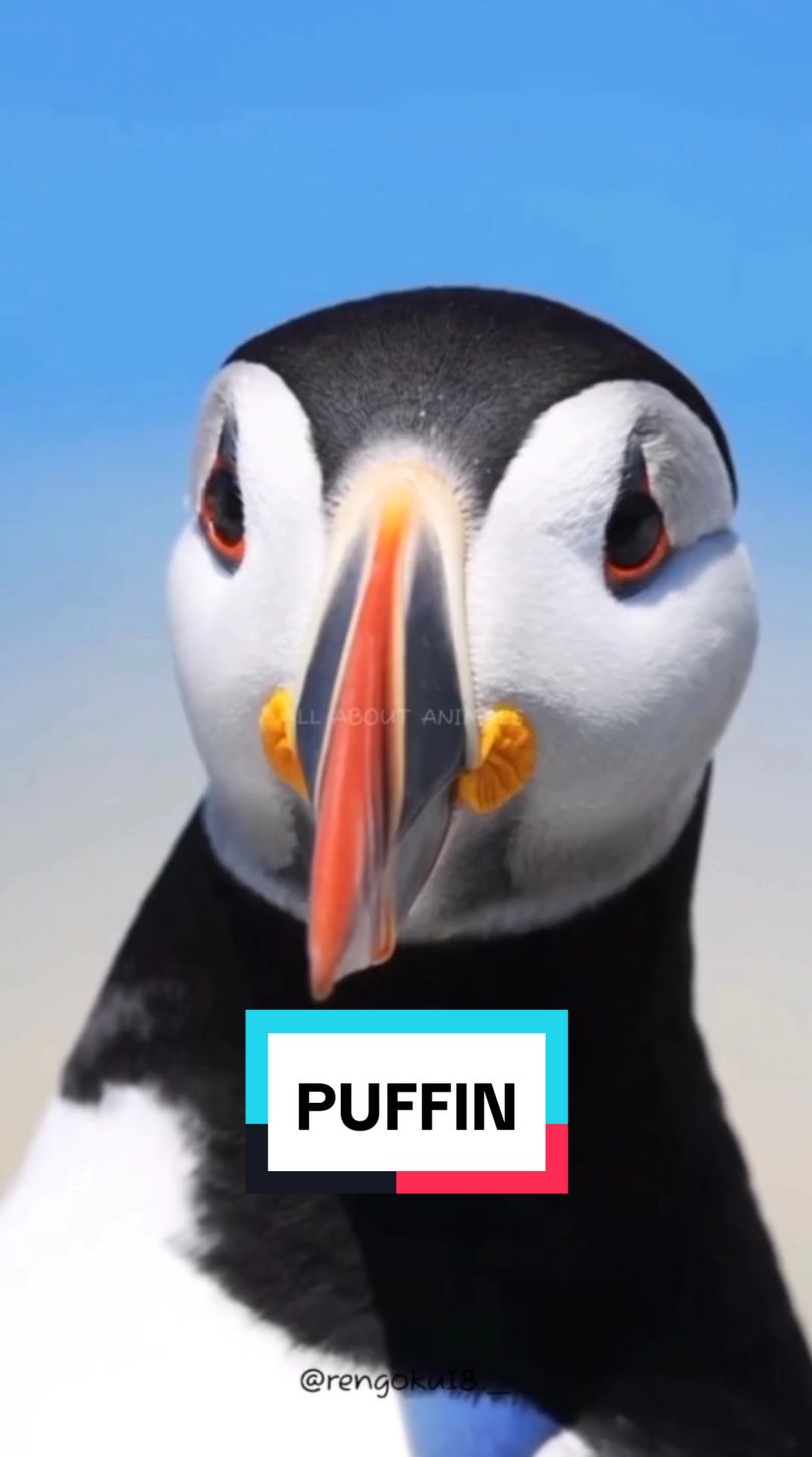 @ALL ABOUT ANIMALS