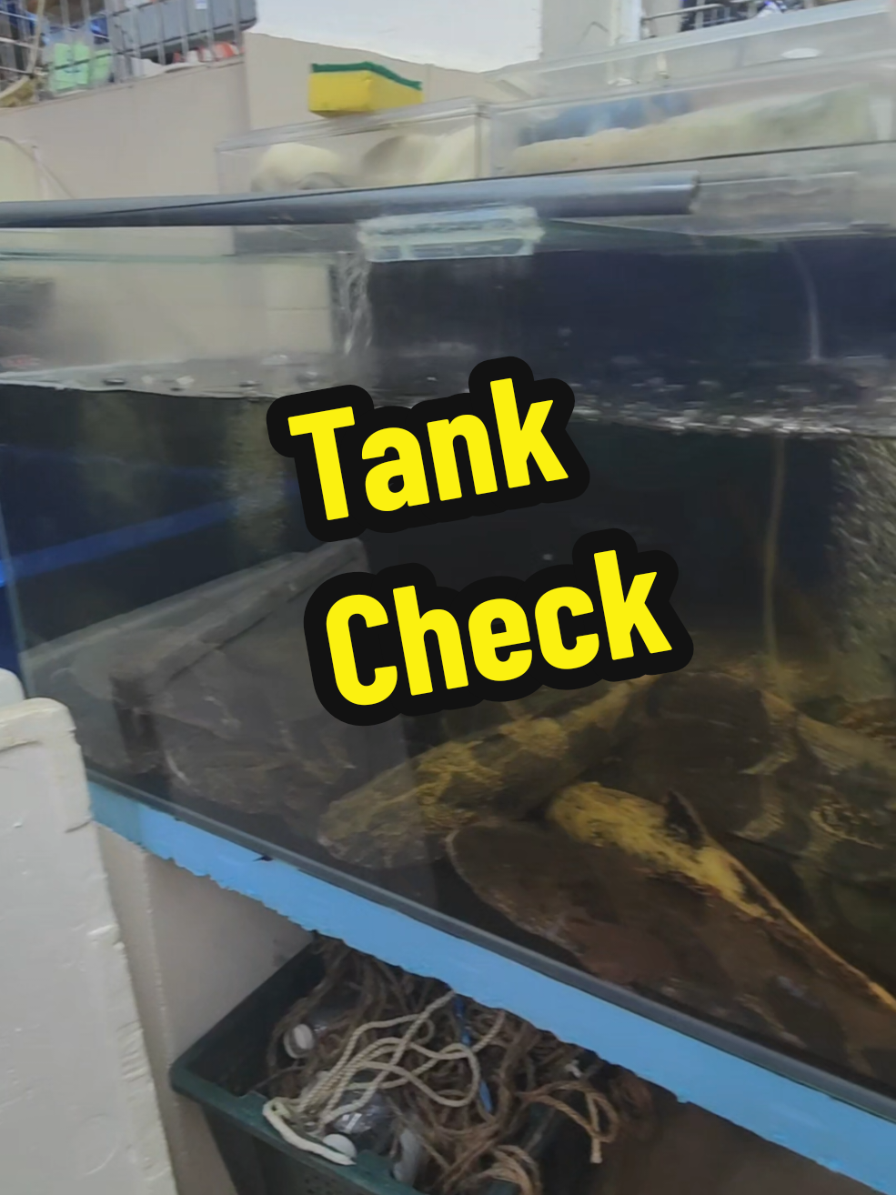 @Live Seafood Supply @ Crabtalk