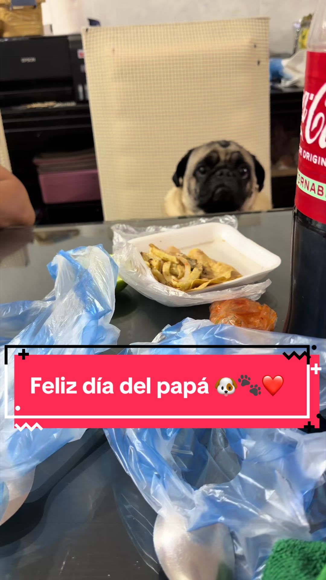 @Pugs en acción 🐶