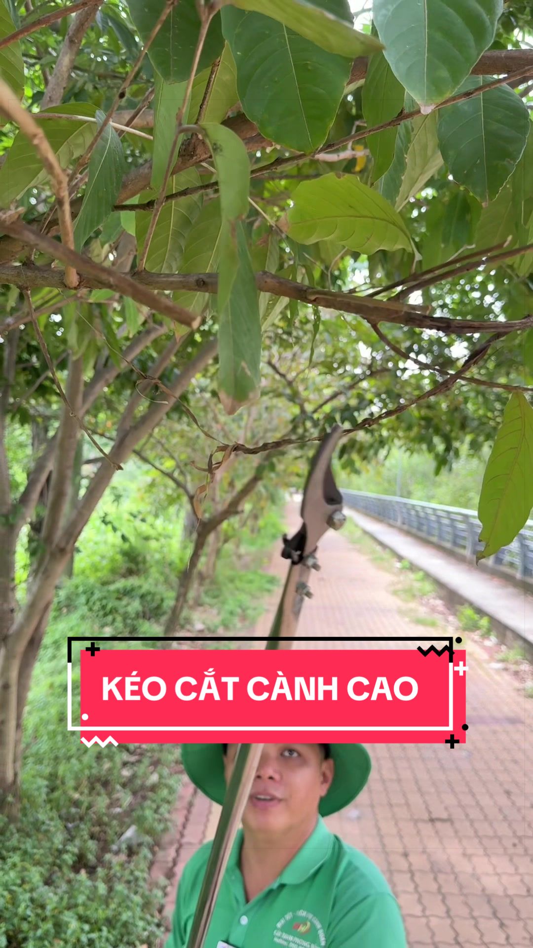 @Cây Xanh Phong Hồng