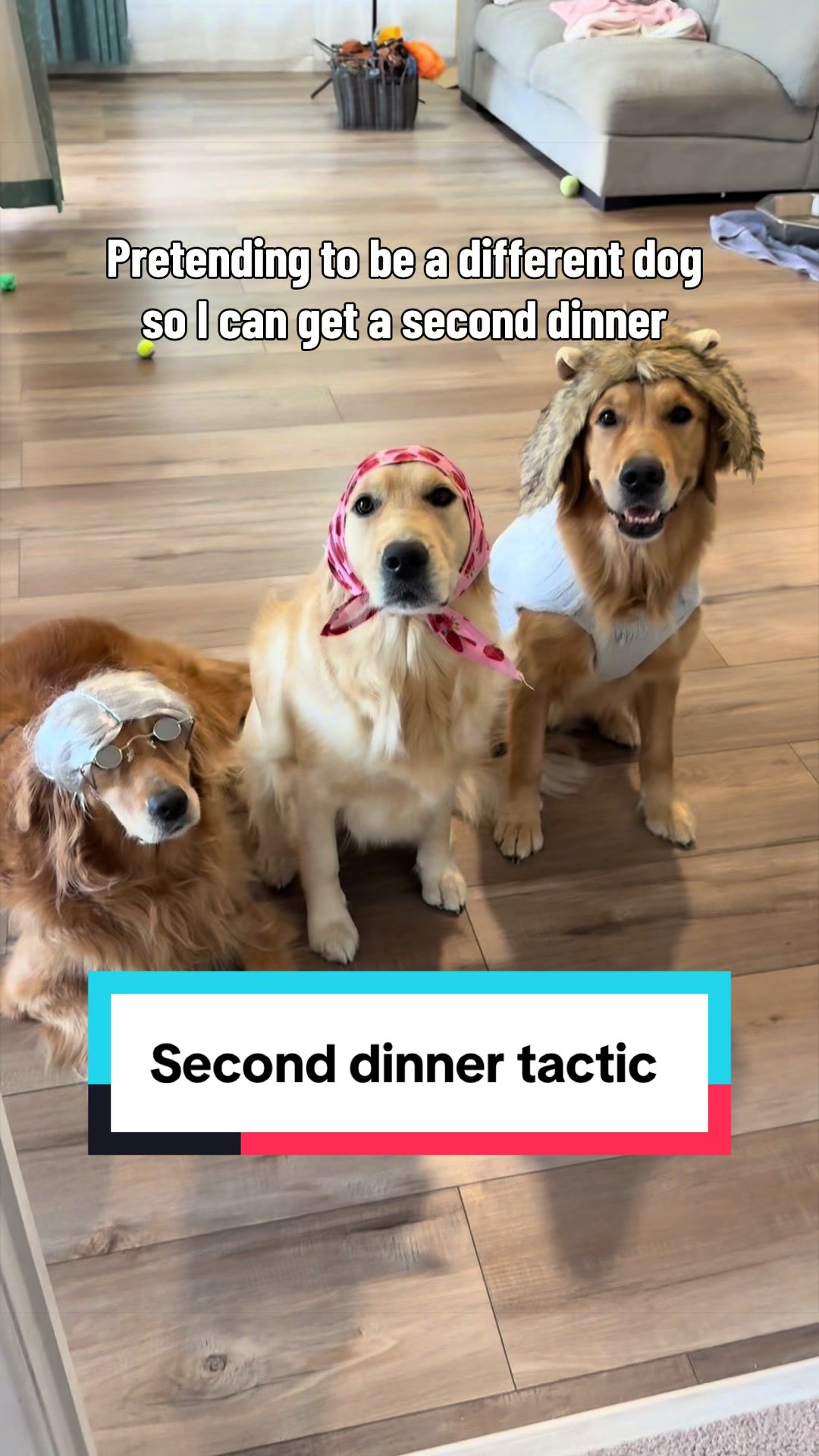 @3goldenretriever