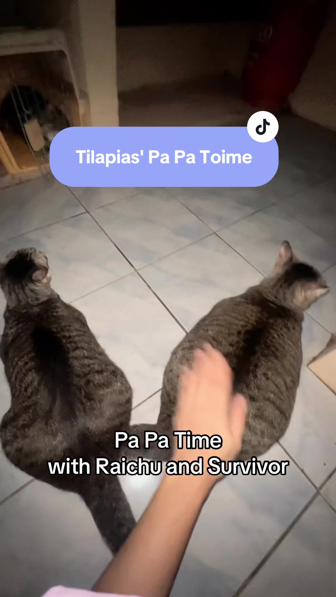 @17meows