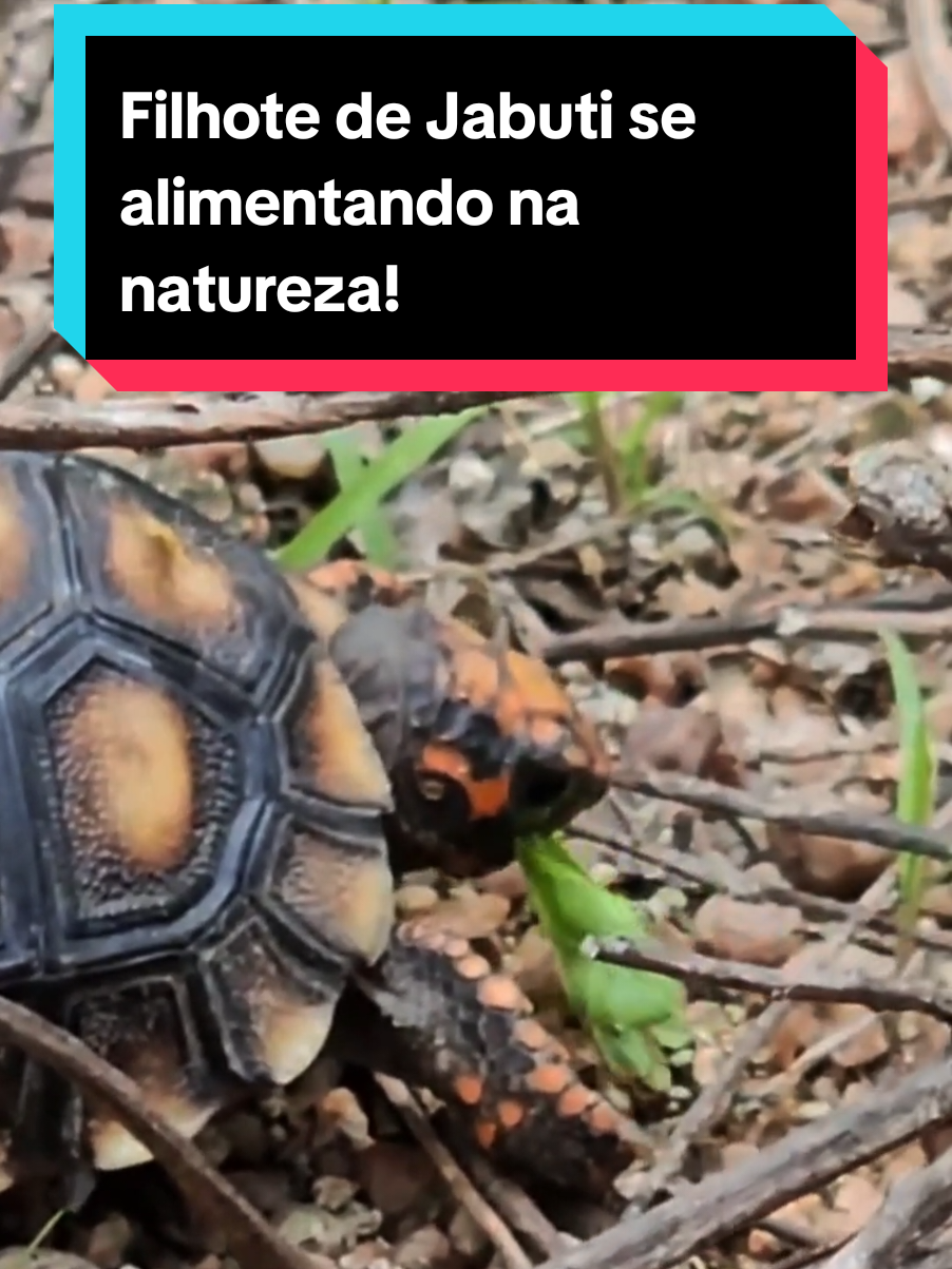 @Princesa das Serpentes