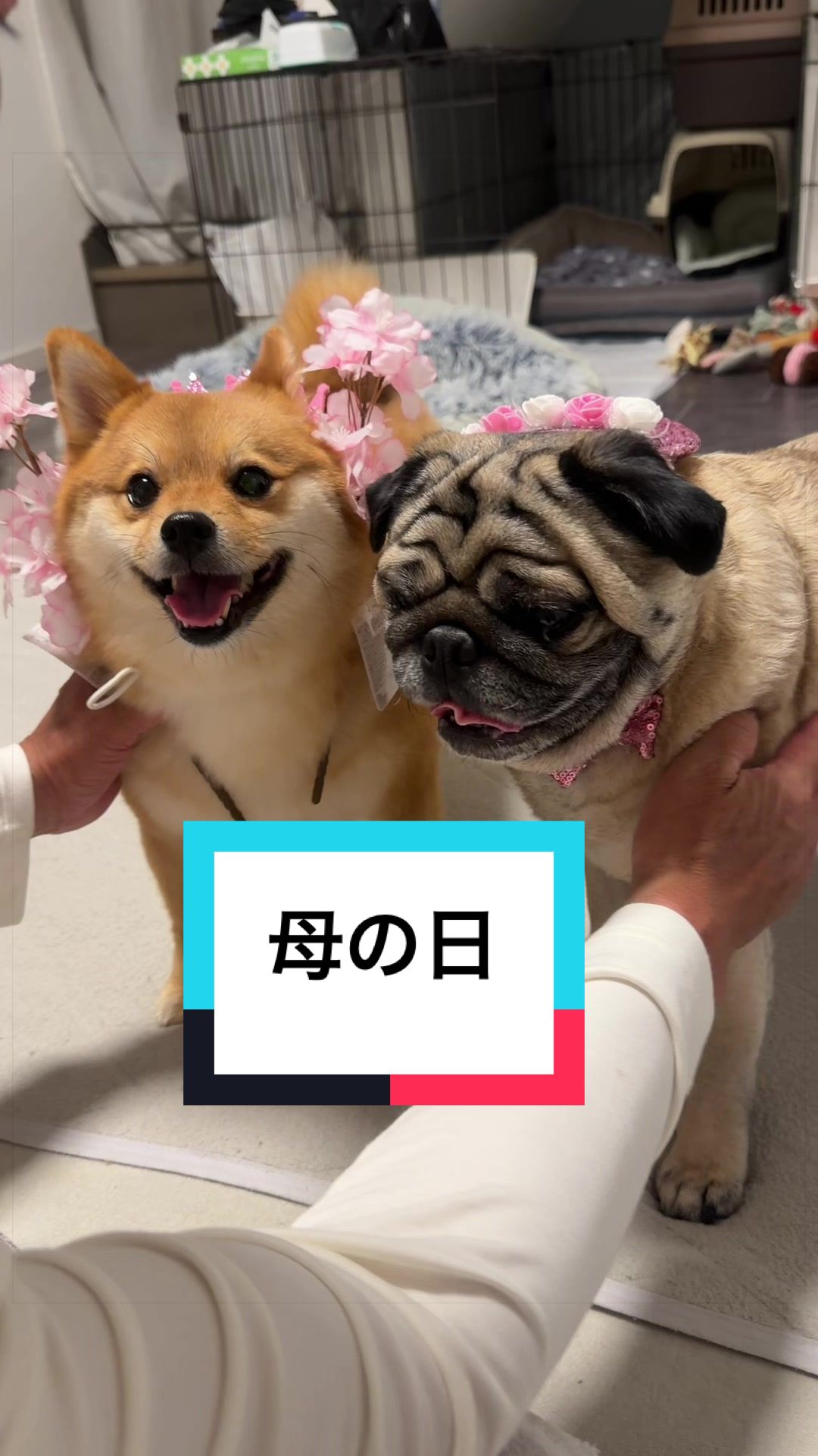 @🐶とん&ぺっぺこぺー🦊