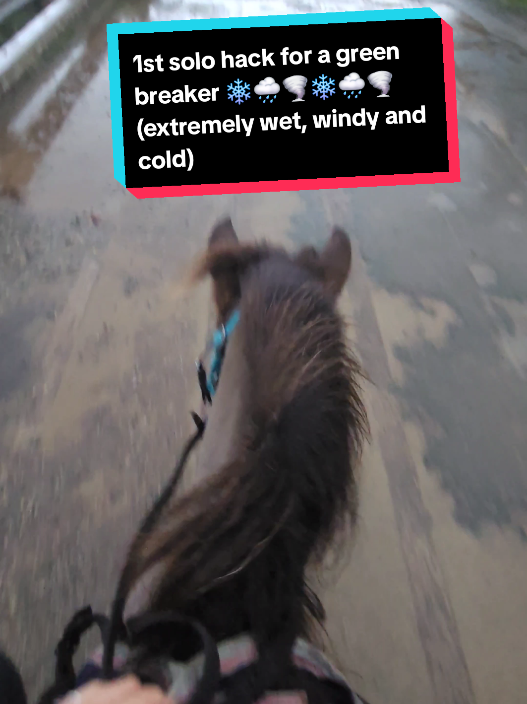 @Jess | Horse trainer