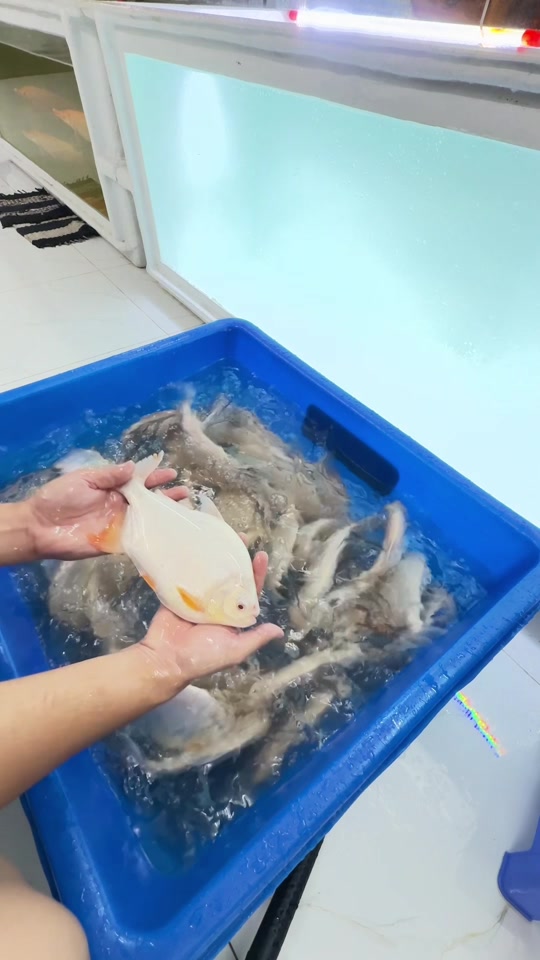 @Phát Đạt Bán Cá 😎🐠🦈