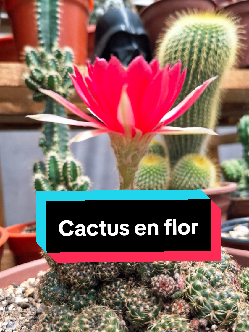 @Sucucrochet Artextil 🌵🧶
