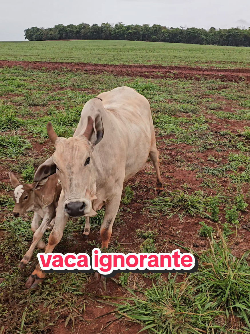 @Geovane neto