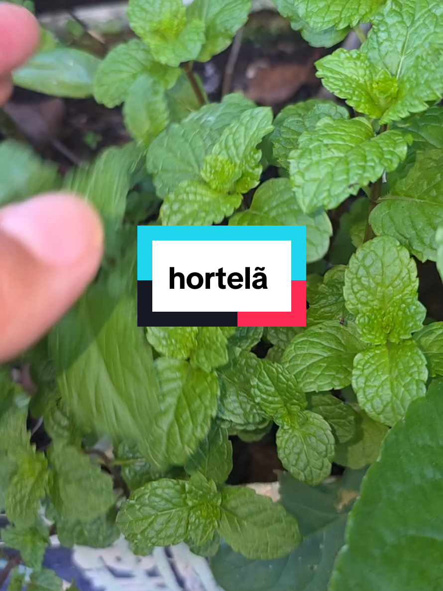 @Dicas e Receitas Naturais