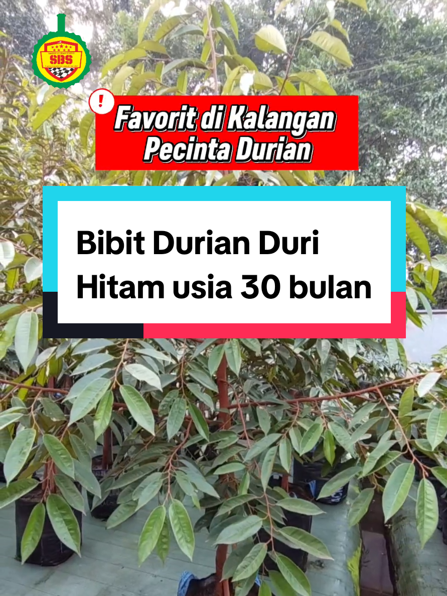 @Produksi Buah_SBS