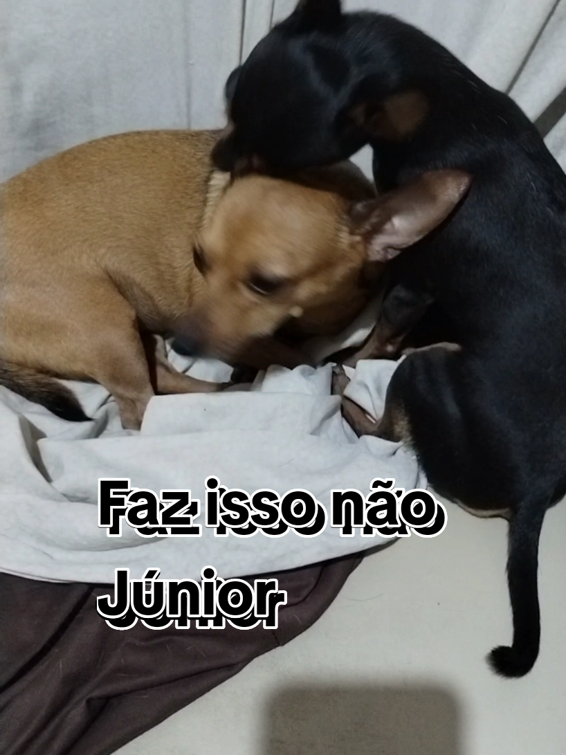 @Pinschers de Paz