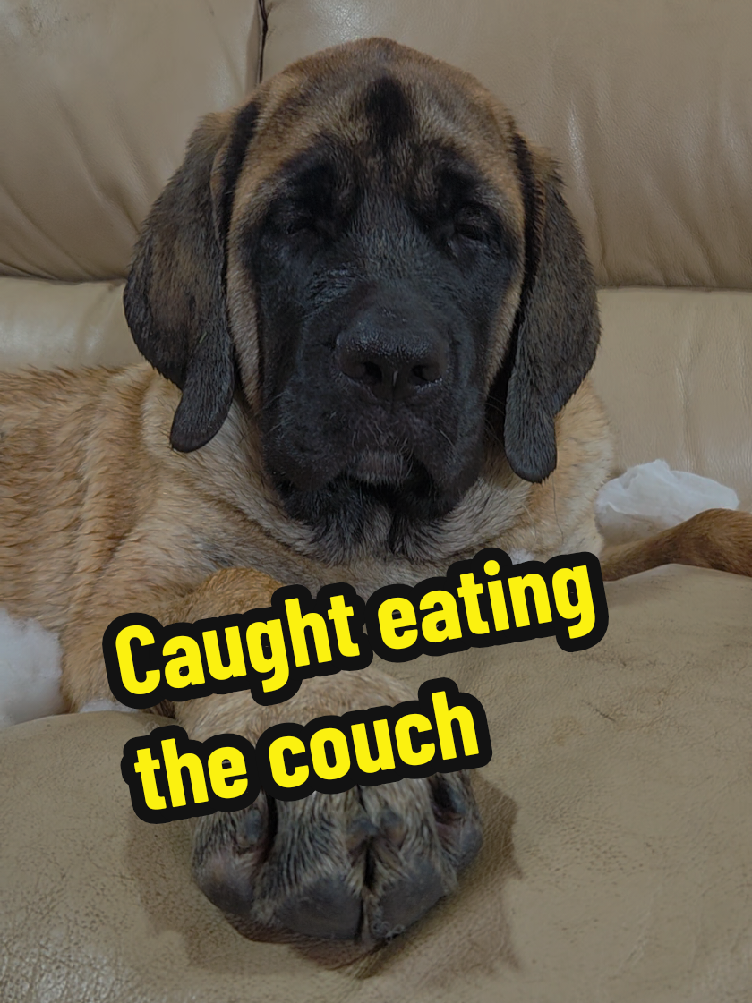 @Maple Mastiffs
