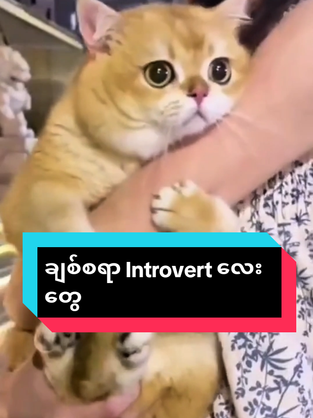 @MeowMagic