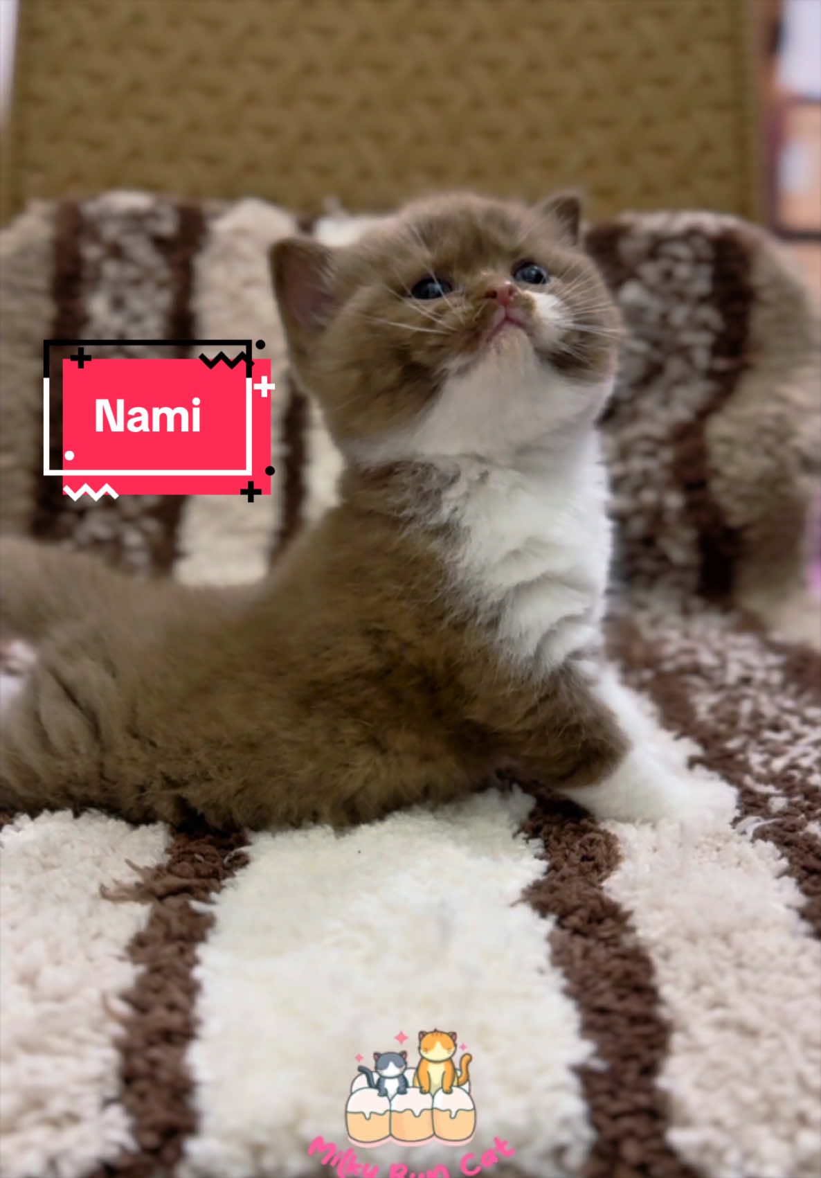 @milky bun cat