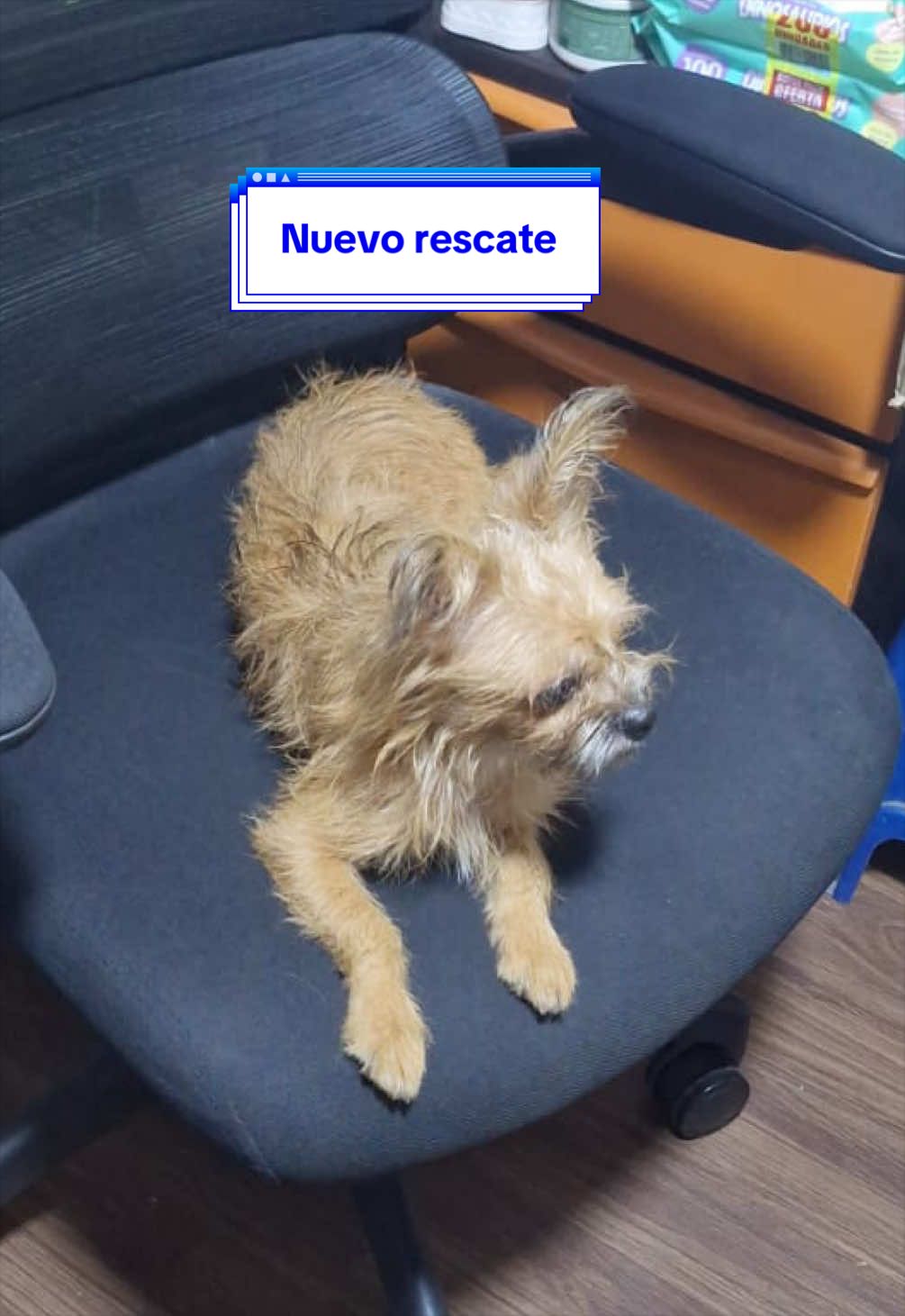 @angelissalvando