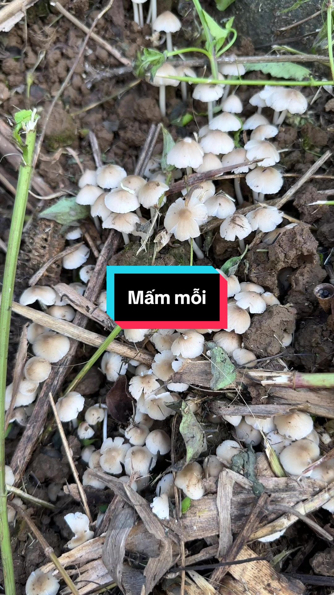 @Nhi Dao Đỏ