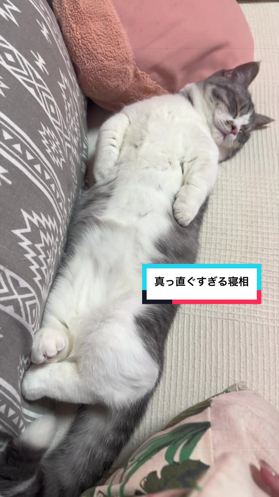 @☆しじみ☆マンチカン