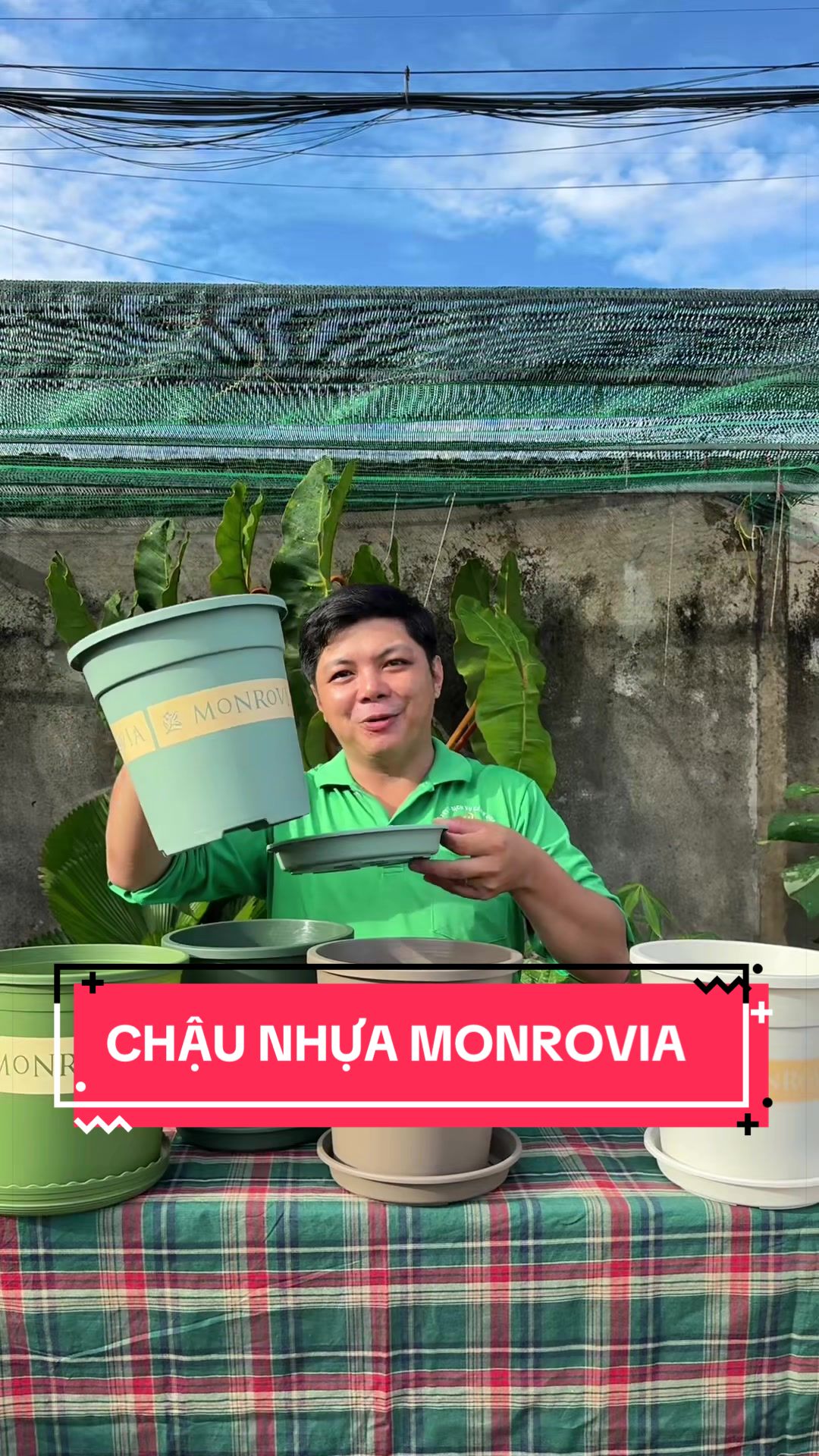 @C&acirc;y Xanh Phong Hồng
