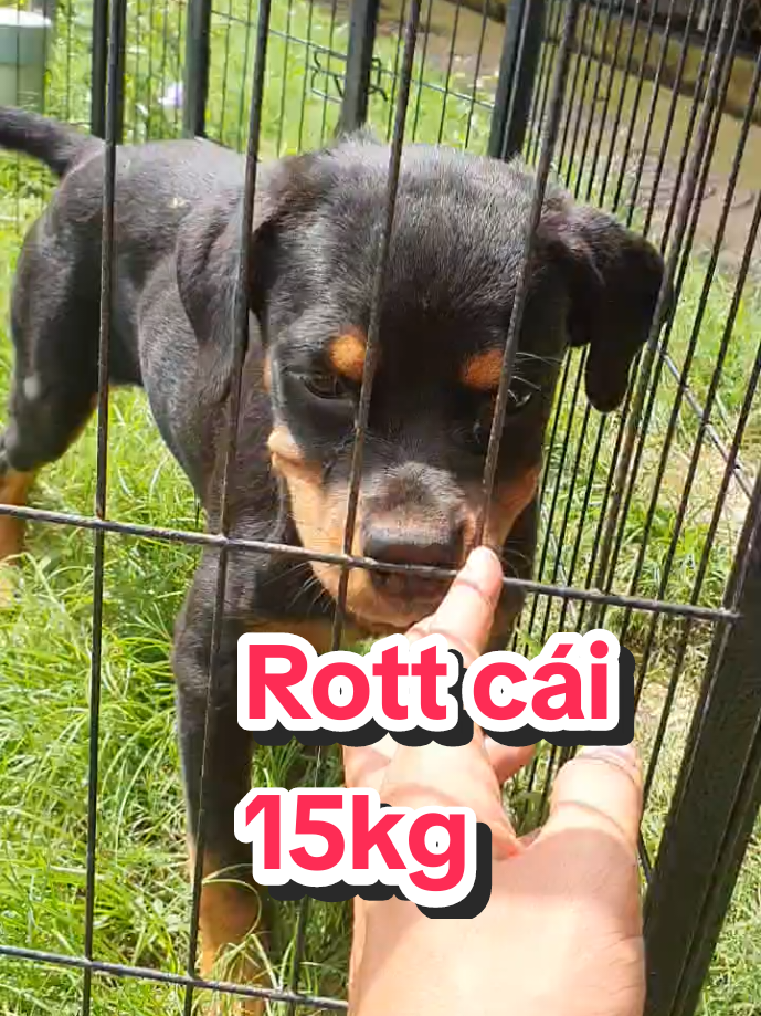 @Trại Ch&oacute; &Uacute;t S&aacute;u