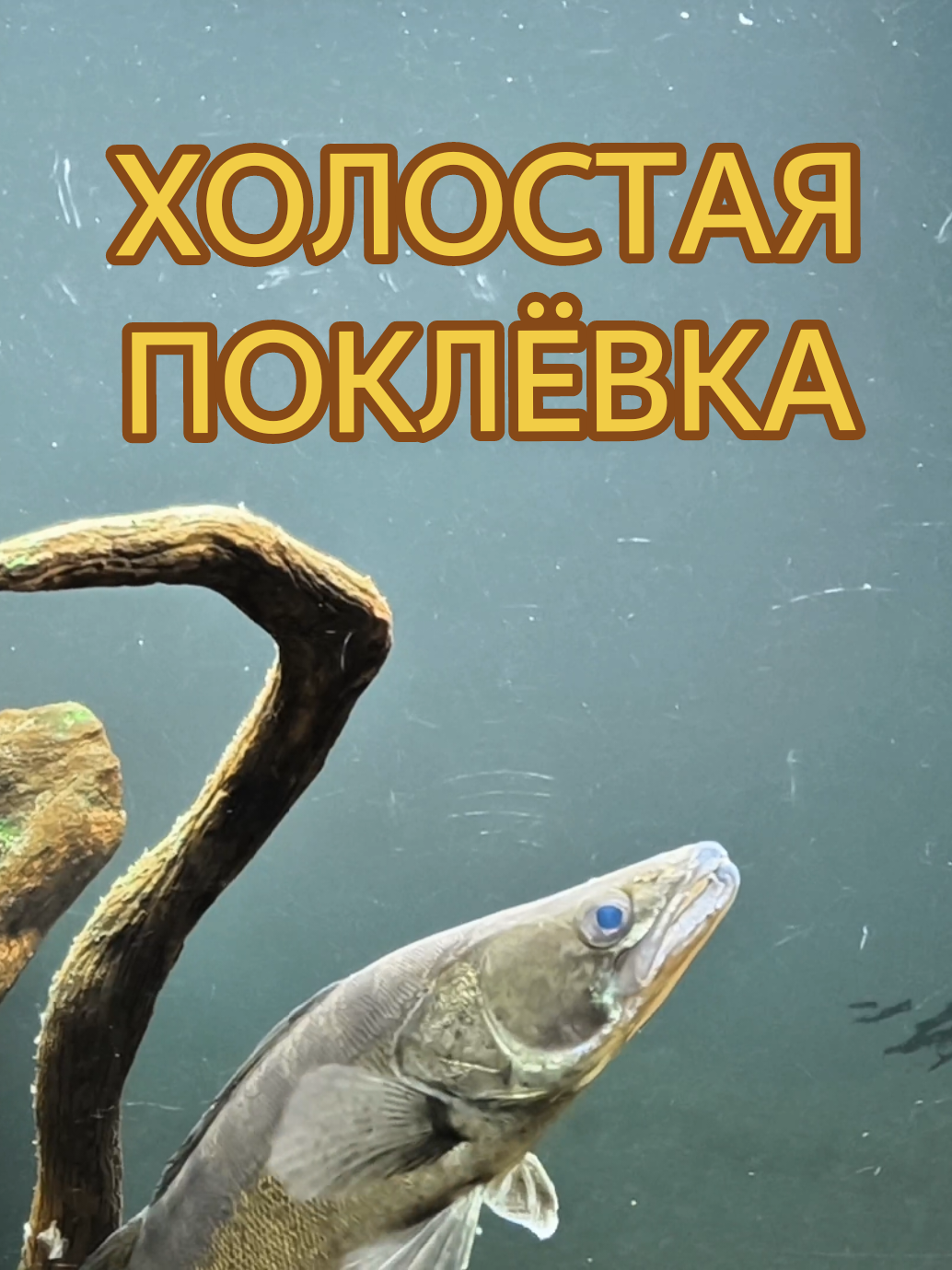 @Судак в Аквариуме