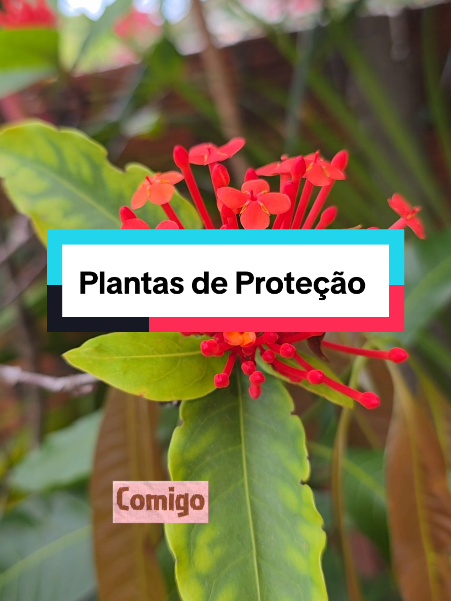 @Dicas e Receitas Naturais