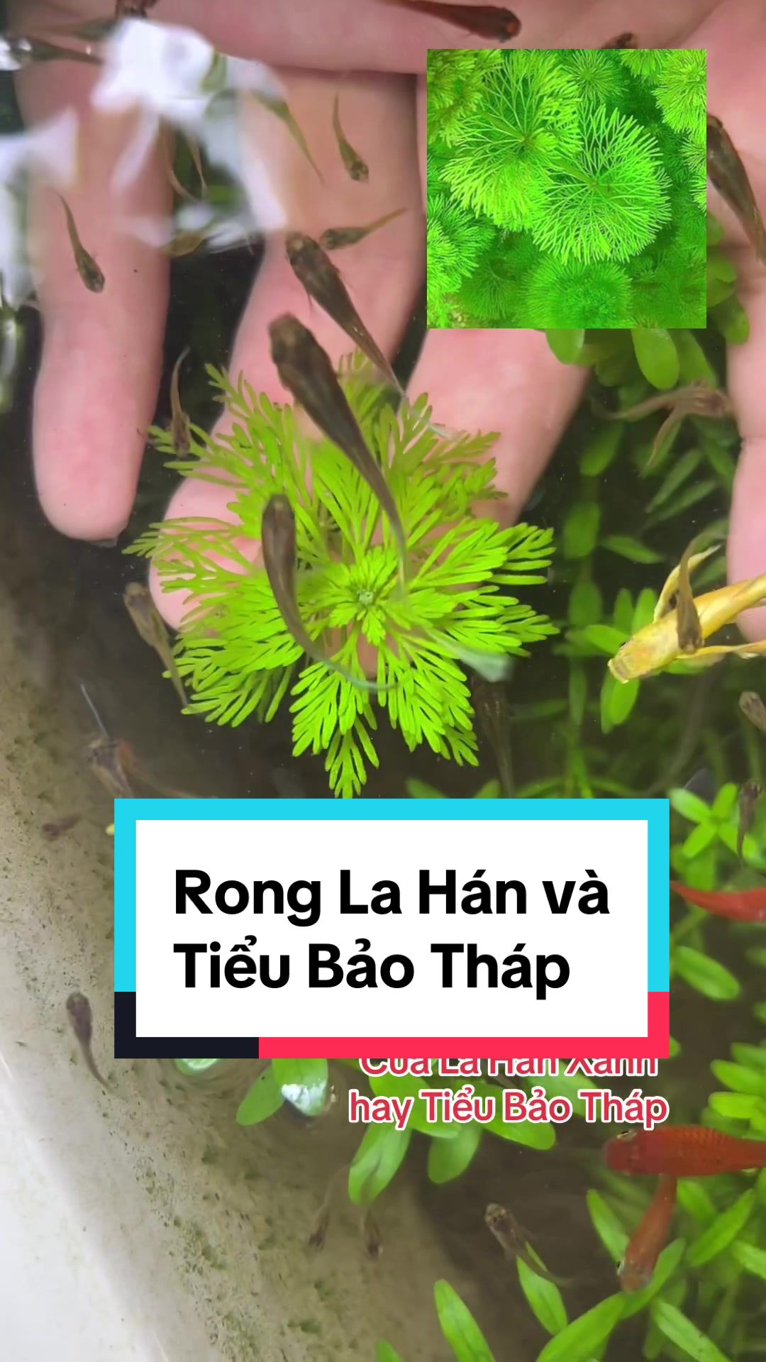 @Tìm Hiểu Thủy Sinh