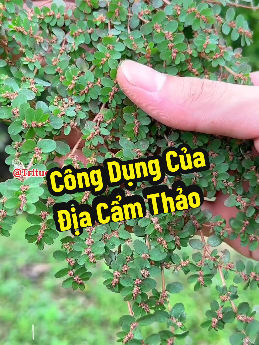 @TR&Iacute; TUỆ CỔ XƯA OFFICIAL