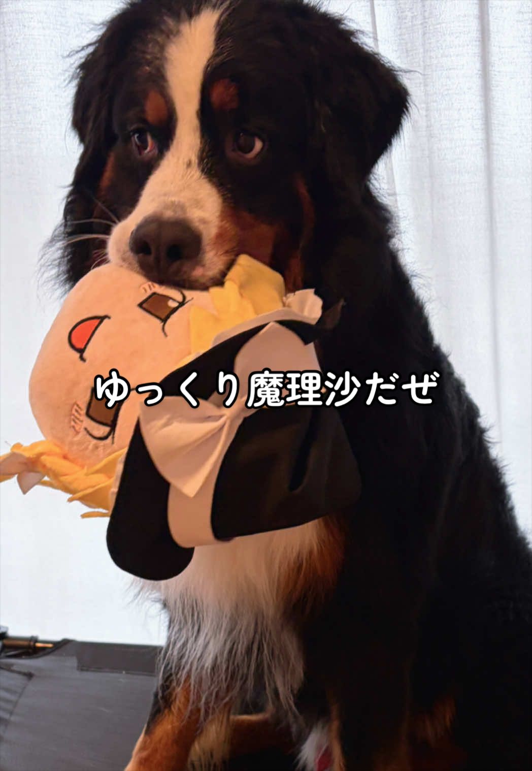 @å¯å£«å±±ð¶ð»ããŒããŒãºããŠã³ãã³ããã° - Fujisan